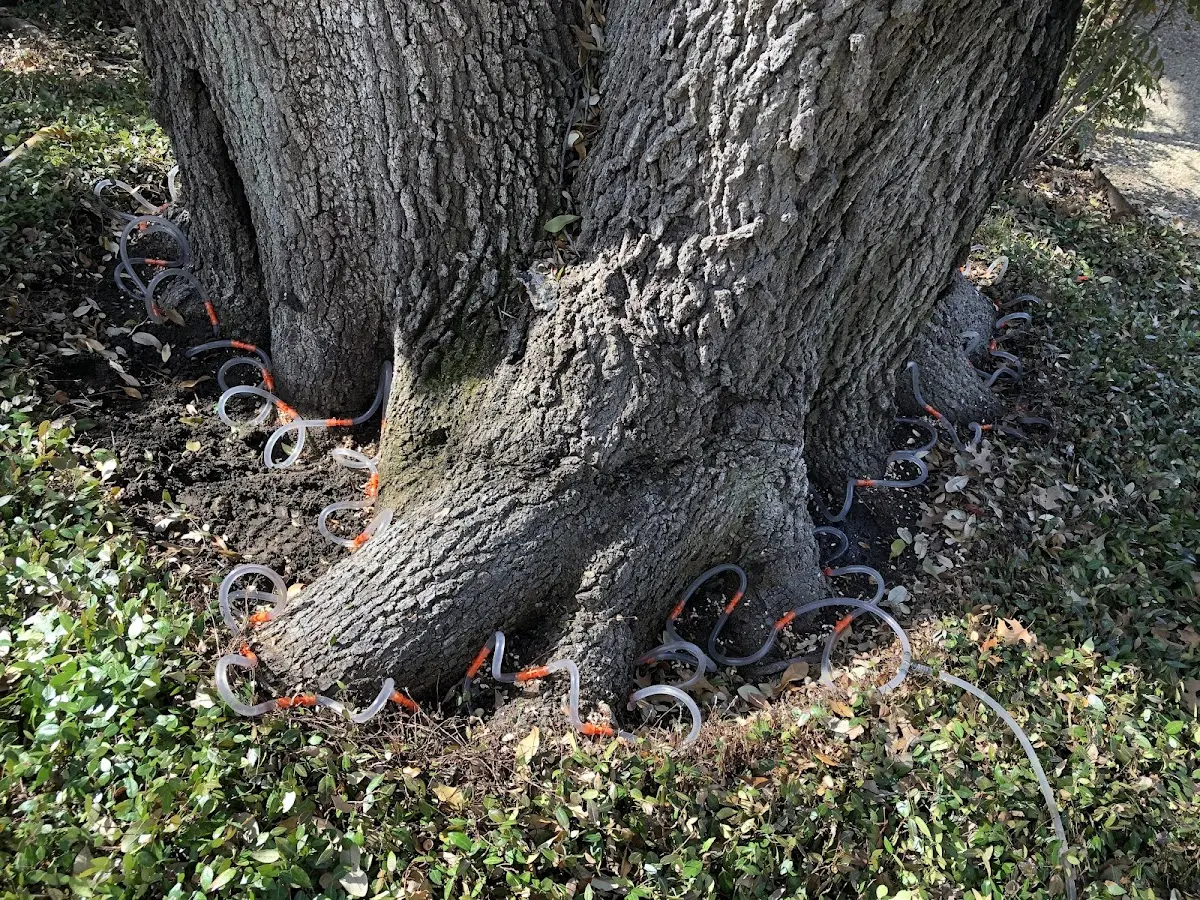 Detailed Tree Cabling and Bracing job site in Delafield