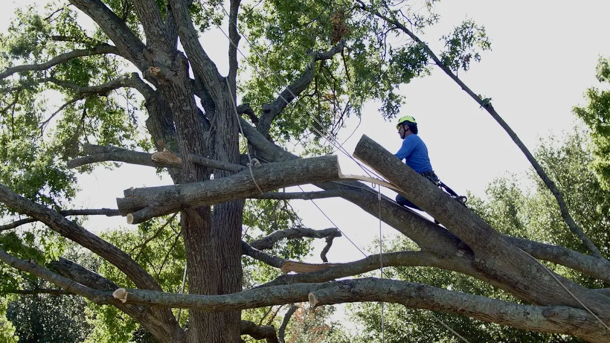 Professional Crown Thinning performed by certified arborists in Delafield