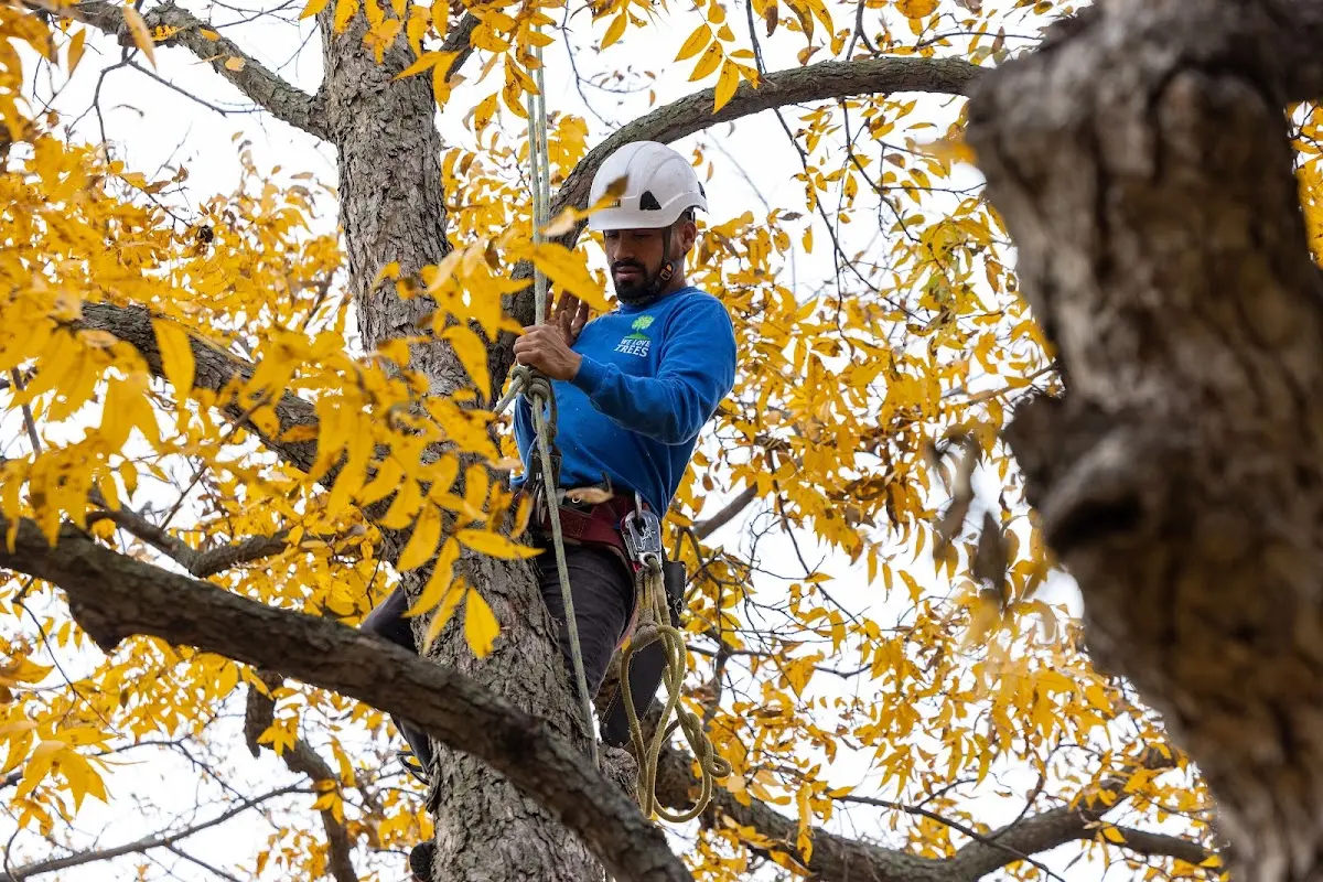 Skilled Dead Tree Removal crew working in Delafield